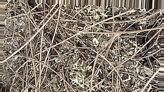 sex son and wife forest anus